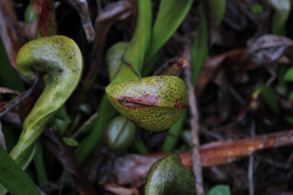 Darlingtonia Garden