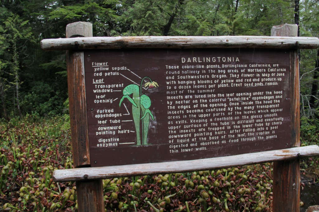 Darlingtonia Garden