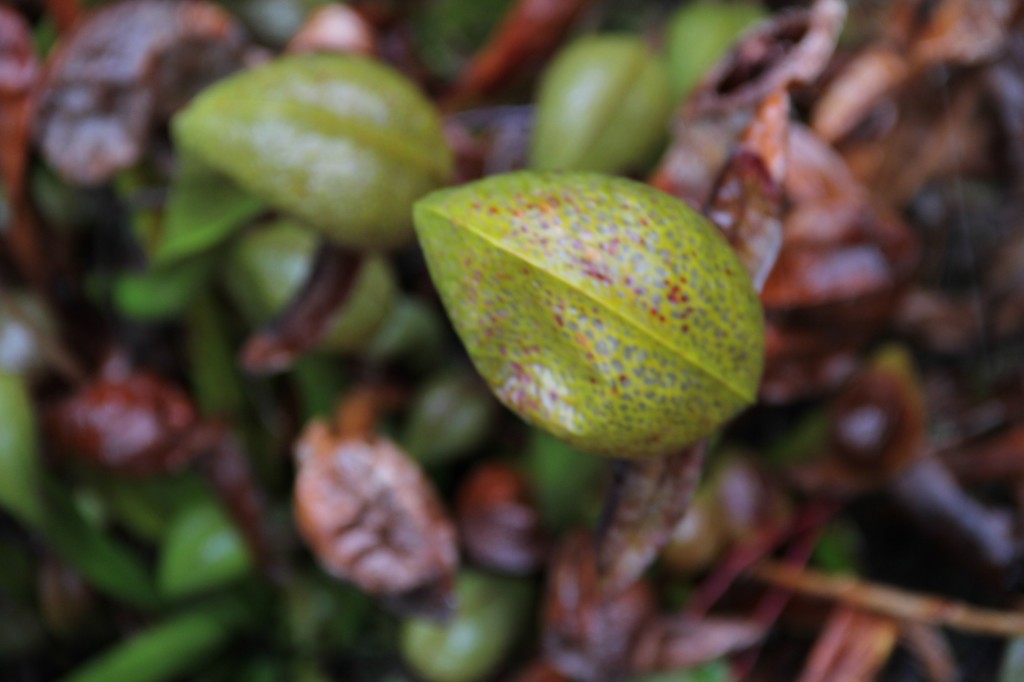 Darlingtonia Garden