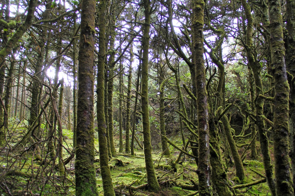 Hobbit Beach