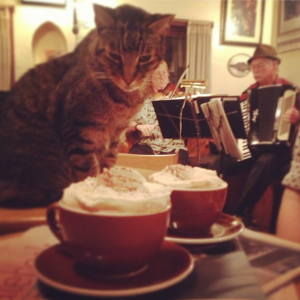 Cafe Mokka has a resident cat and if you know how to work her right, you can earn her affection. |Photo Credit: Andrew Goff 