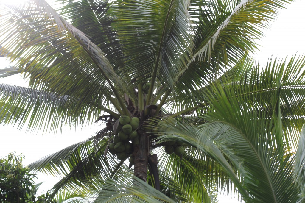 coconut sugar farm