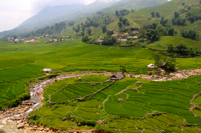 sapa rice terrace fields