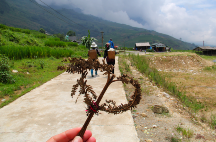 Sapa Valley 