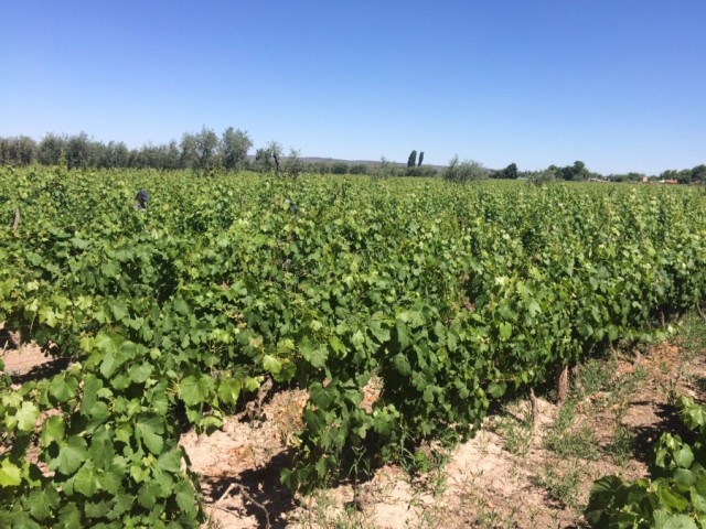 Lagarde Vineyard in Mendoza Argentina
