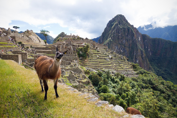 Lama_op_Machu_Pichu,_-21_juni_2011_a